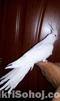 Albino Cockatiel tame male